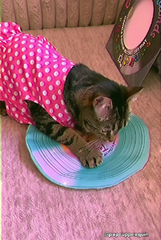 A tabby cat wearing a pink dress with white polka dots lies on a pink carpet, pawing at a blue and purple circular toy. A cardboard box is visible in the background.