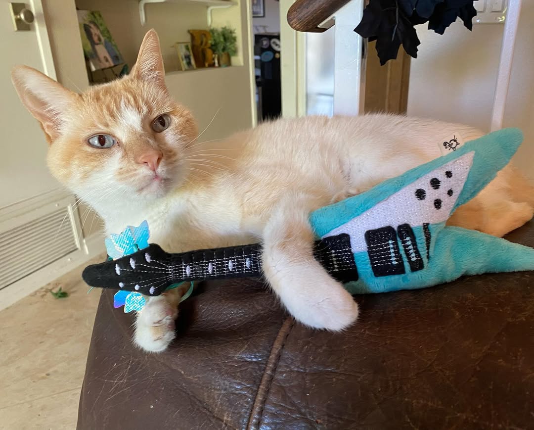 Meowsical Catnip and Crinkle Guitar